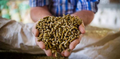 盤點2020年生豬行業(yè)十大關鍵詞 飼料原料銷售視角